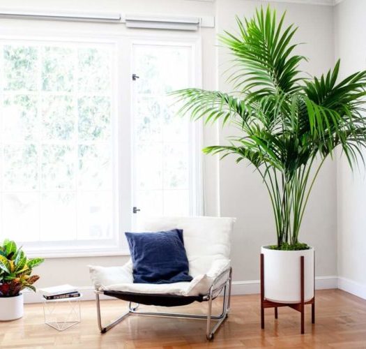 3-tall-indoor-plants-with-big-leaves-759x500