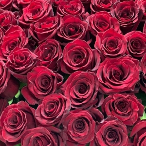 قیمت گل رز قرمز