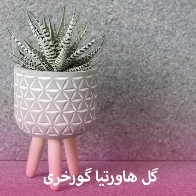 گل هاورتیا گورخری